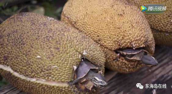 雙龍會 视频封面