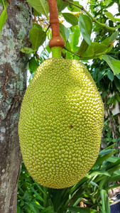 軍火廠 产品图片