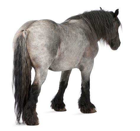 你好，我叫多蕾絲 视频截图