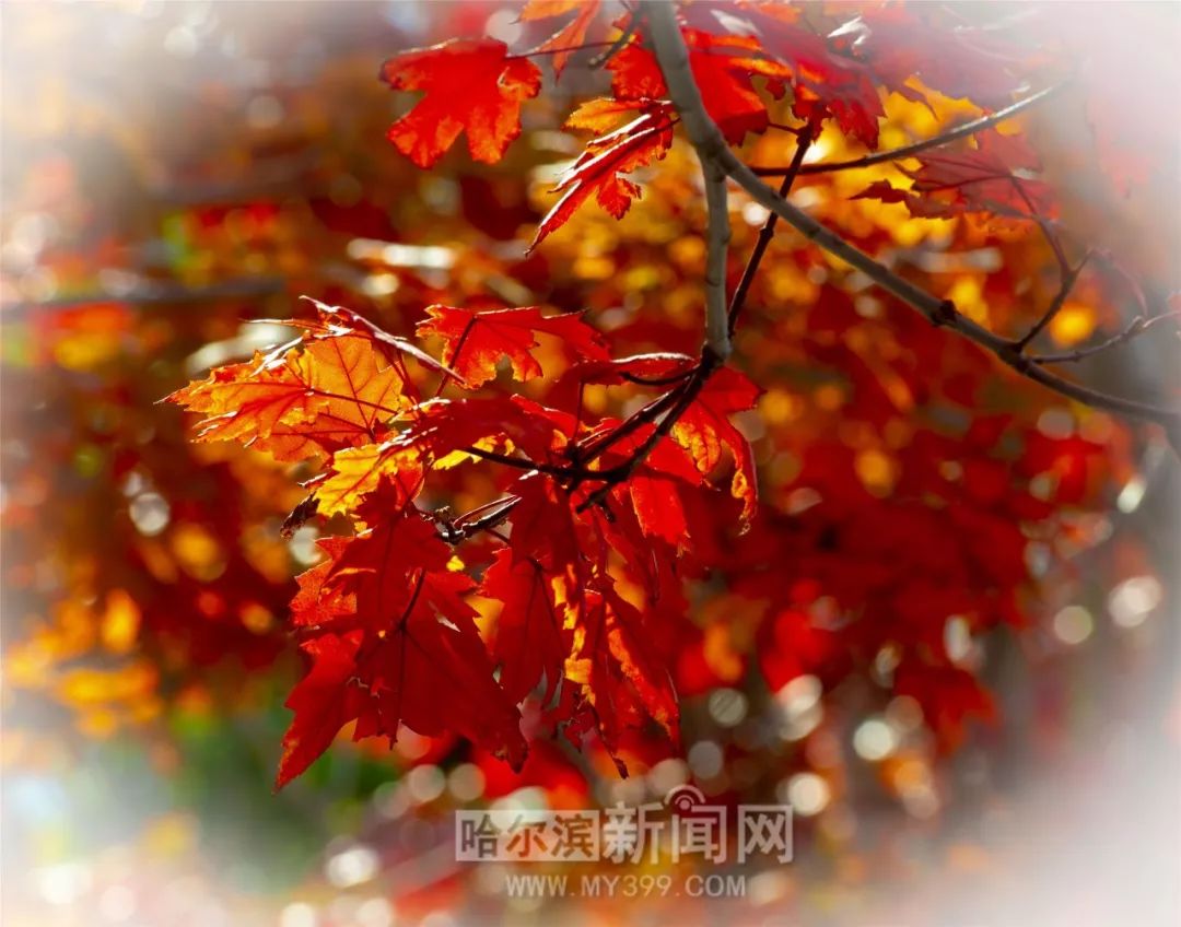 體育俱樂部 视频封面