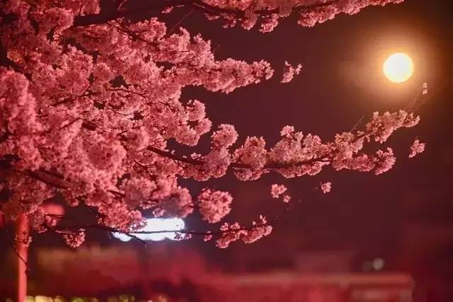 僵屍新娘 产品图片