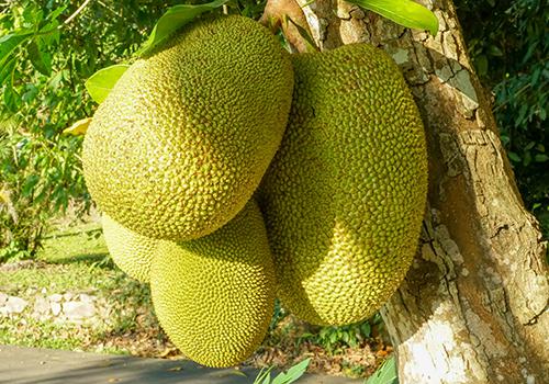 古墓奇譚 视频封面