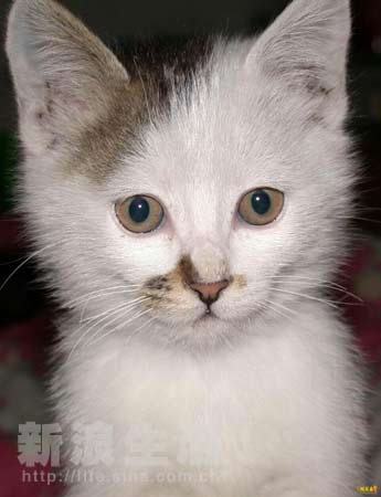 複仇者聯盟2：奧創紀元（國語版） 视频封面