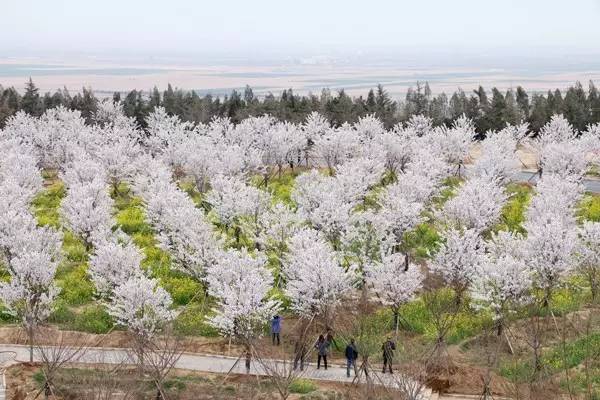 君子協定 视频封面