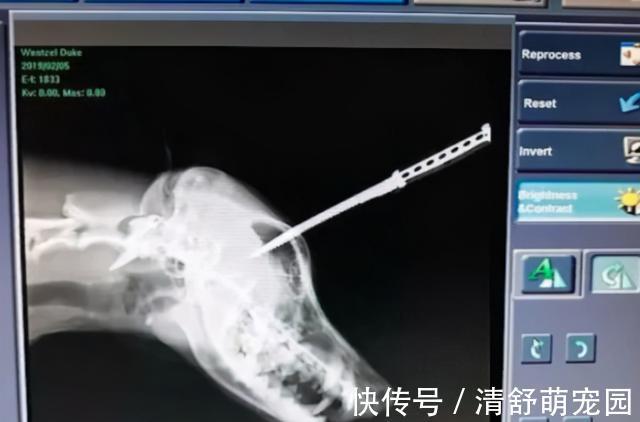 大聖重生之鬥戰逆天 视频封面