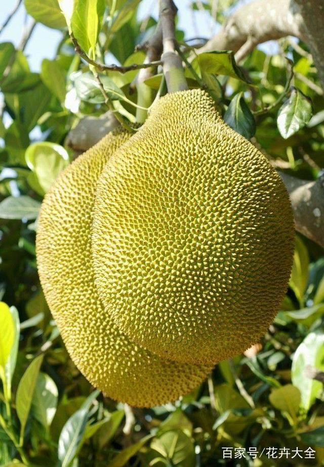 俠士行 视频封面