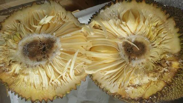 夜訪吸血鬼 视频封面