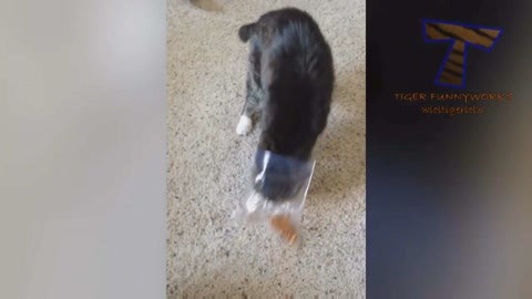 伊莎貝拉（粵語版） 视频截图