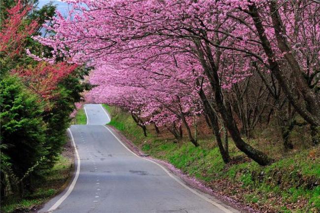 倔強蘿卜 产品图片