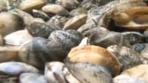 俠士行 视频封面