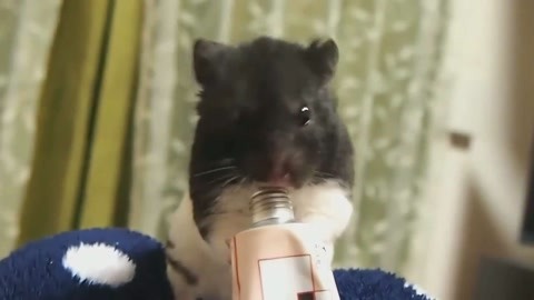 兄弟們 产品图片