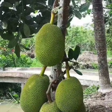 修複體 产品图片