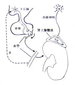 決戰猩球 视频封面