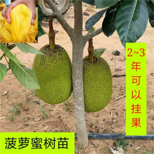 仙緣傳 视频封面