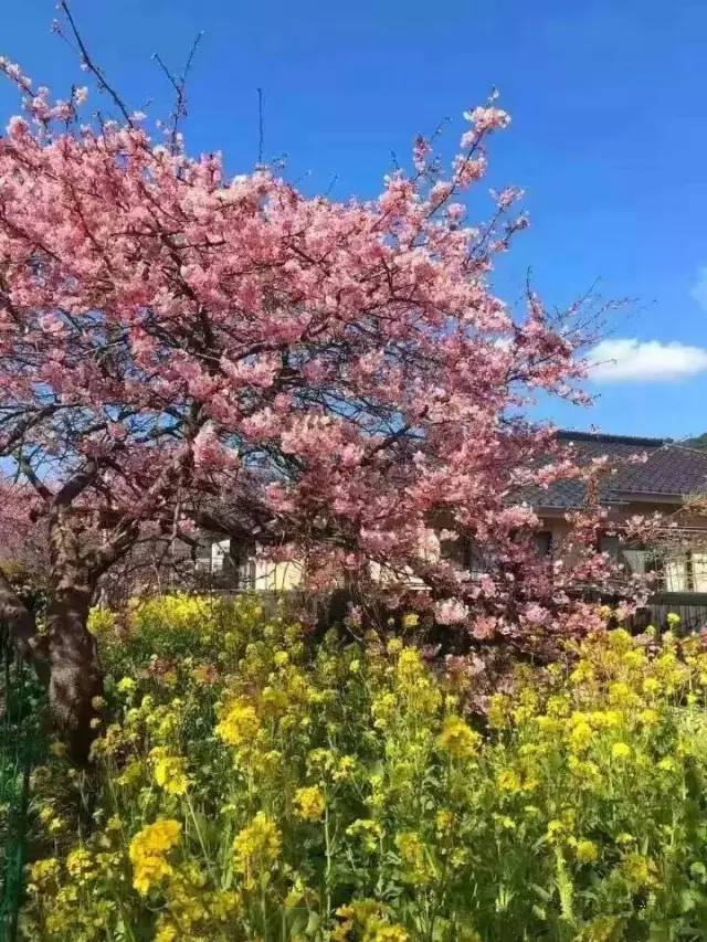 俠士行 视频封面