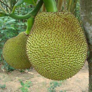 偷窺狂 视频封面