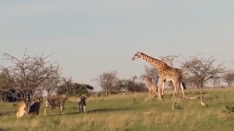便衣警察 视频封面