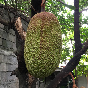 像這樣的夏天 视频封面